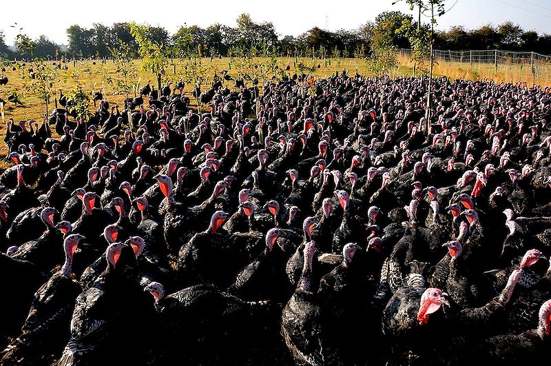 Good Turkey Hash Blooming Fools Hash House Harriers